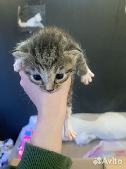 Котята