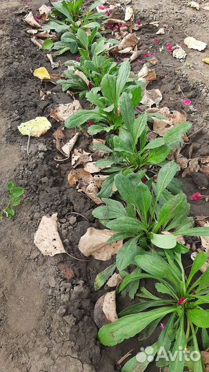 Ромашка крупная