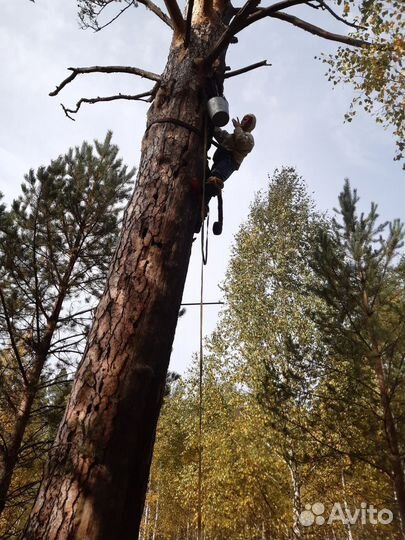 Бортевой мёд вырезан осенью 2022 года