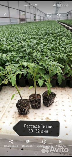 Рассада на заказ оптом