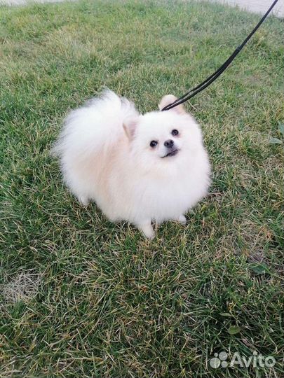 Померанский шпиц