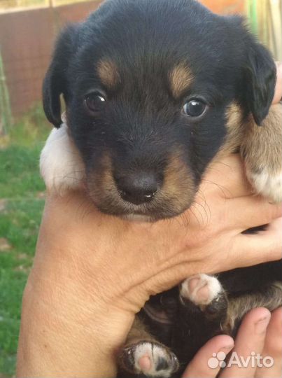 Щенки ретривера