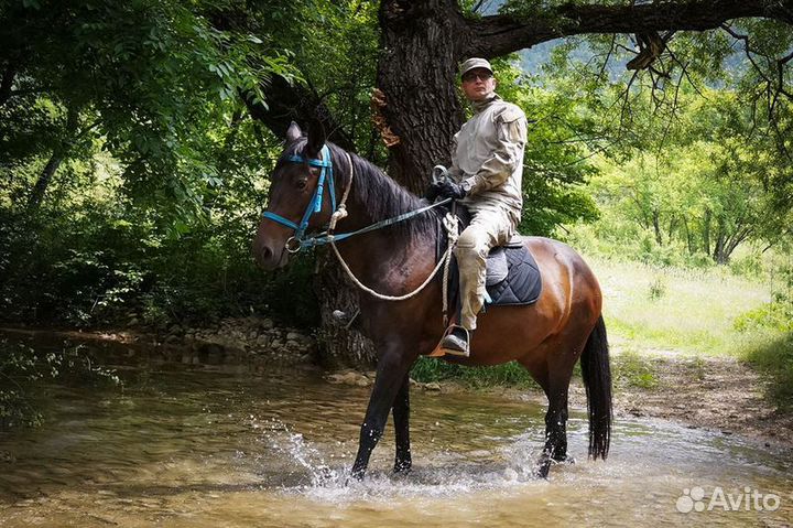 Конные прогулки в Адлере