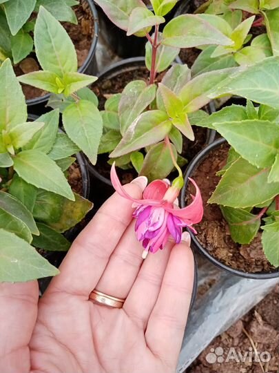 Продам Фуксию