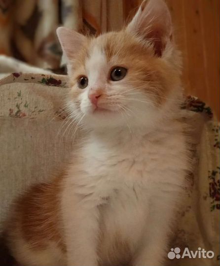 Котята рыжие бесплатно