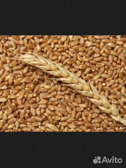 Зерно пшеница