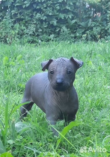 Ксоло мексиканская голая собака мини девочка