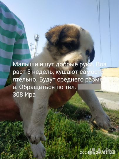 Щенки в добрые руки
