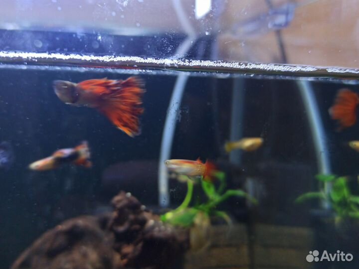 Рыбки гуппи
