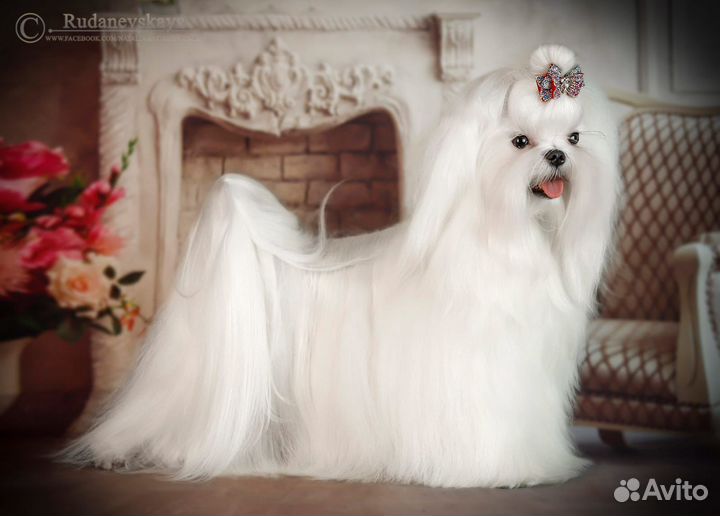 Шикарный мальчик