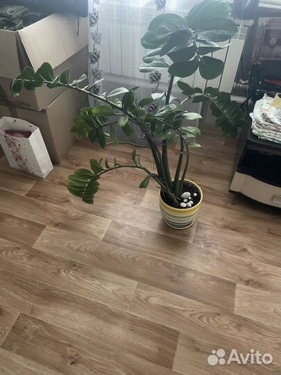 Замиокулькас, долларовое дерево