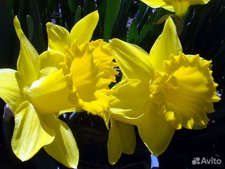 Нарциссы. Тюльпаны