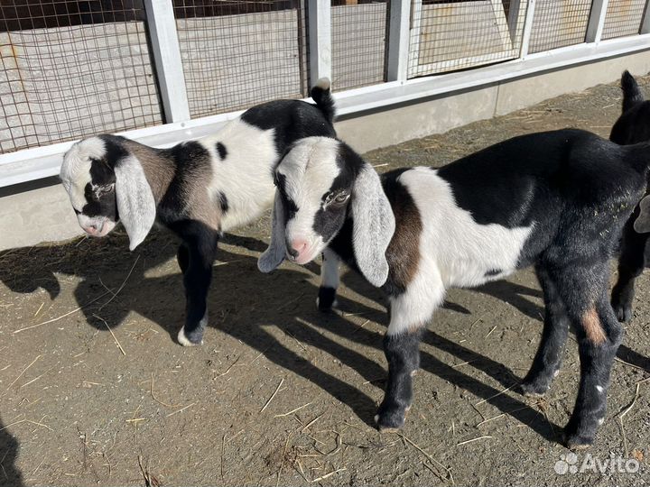 Козлики и козочки нубийской породы