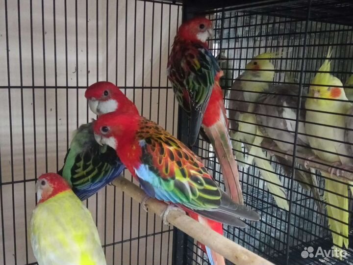 Волнистый попугай