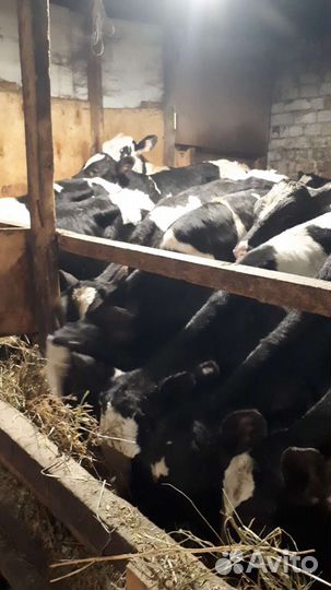 Бычки,телки,бычки