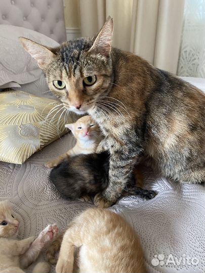 Кошки в добрые руки