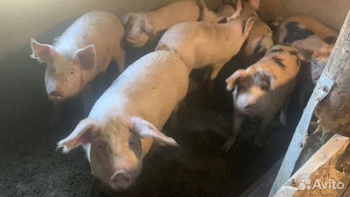 Поросята