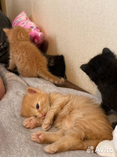 Котята в добрые руки