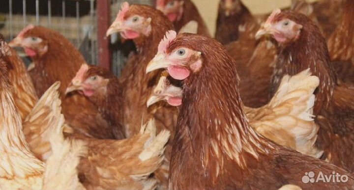 Куры несушки Ломан браун