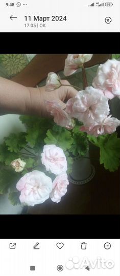 Пеларгония, есть Леона галактика