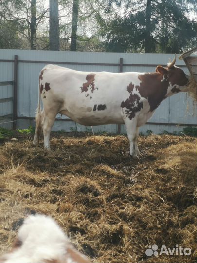 Корова Нетель