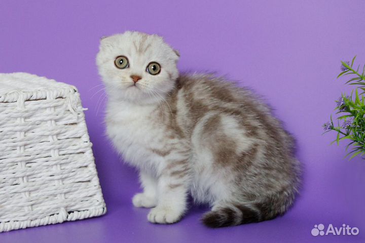 Шотландские вислоухие котята