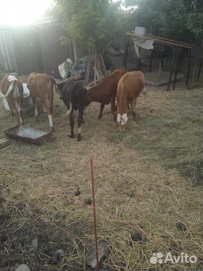 Телята 5 мес