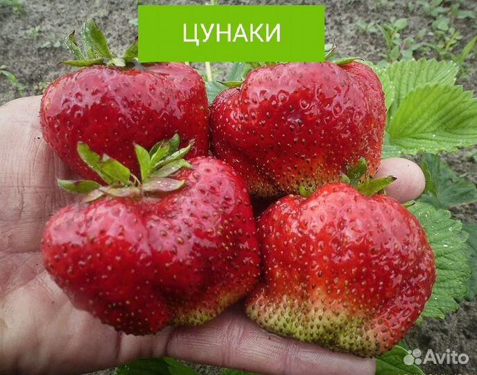 Рассада клубники Чамора Туруси и других сортов-гиг