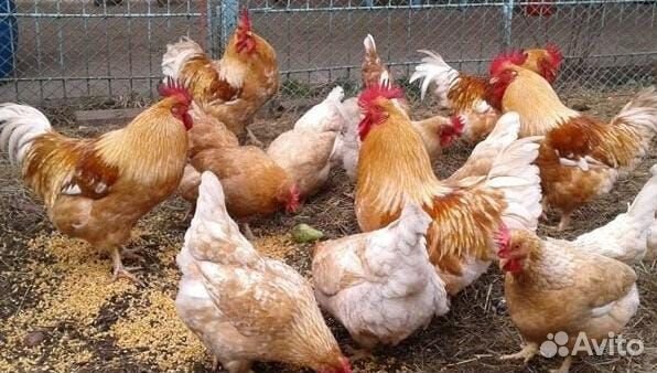 Цыплята суточные