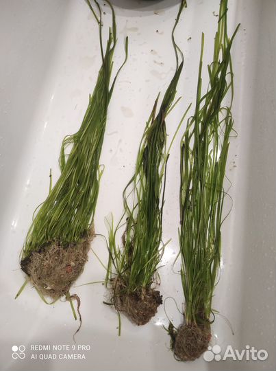 Водоросли для аквариума