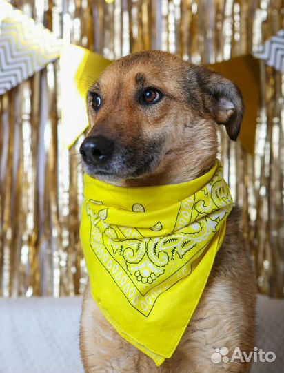 Собака снова в приюте, ее предали