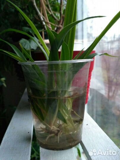 Хлорофитум