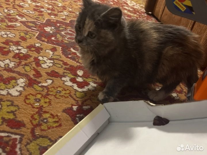 Кошка мышеловка