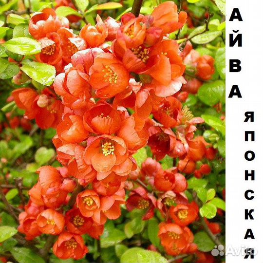 Саженцы Декоративных растений