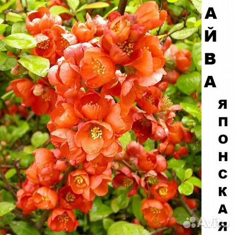 Саженцы Декоративных растений