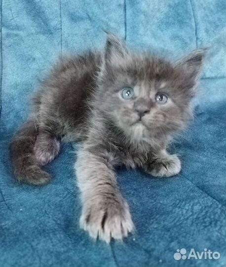 Котята мейн кун