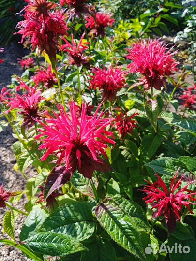 Ромашка, монарда красная, флоксы