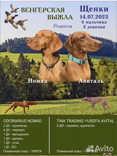 Венгерская выжла, щенки