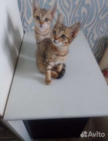 Котята в добрые руки,к лотку приучены