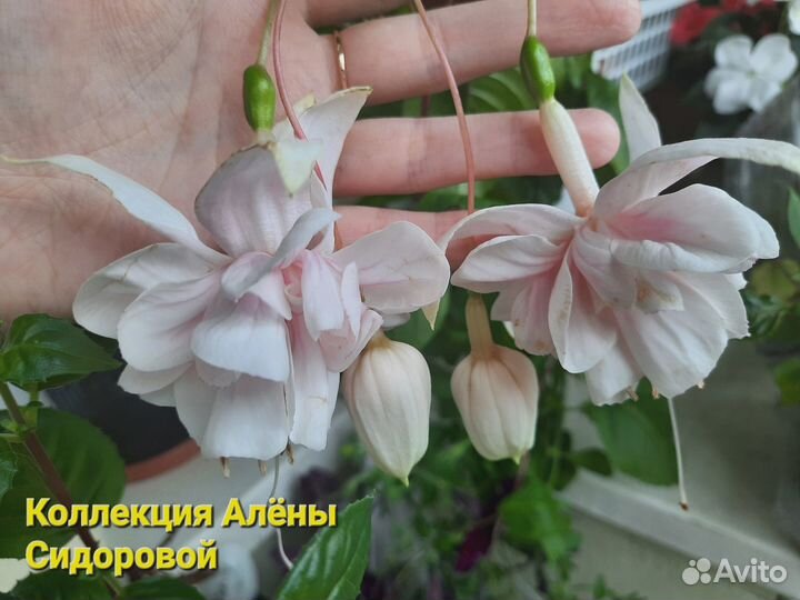 Сортовые Фуксии