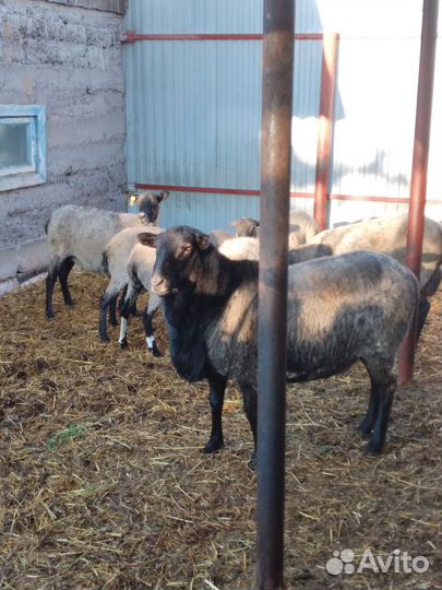 Романовские овцы