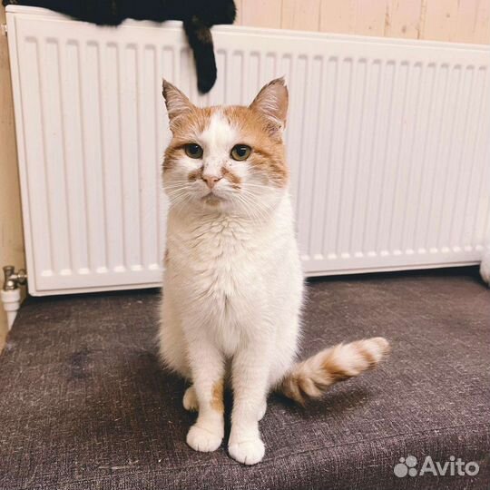 Кот