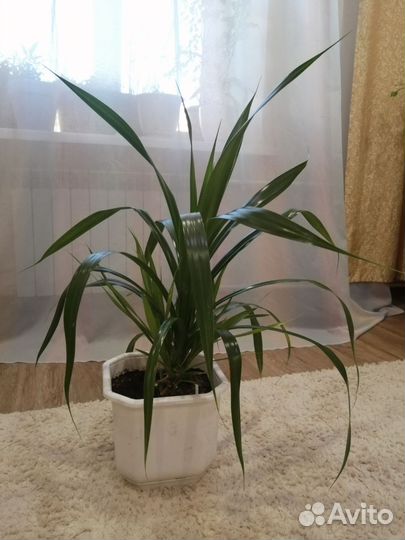 Пальма панданус