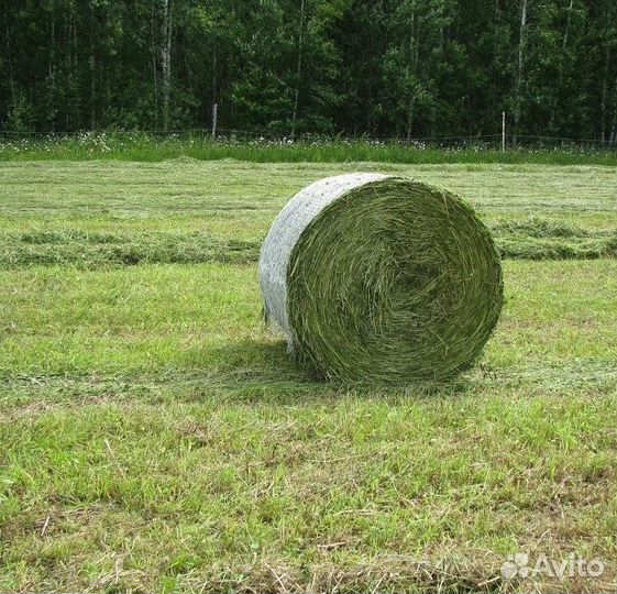 Продам сено в рулонах 2023