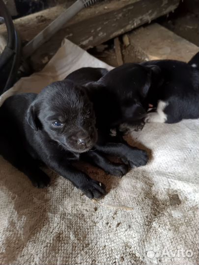 Щенки спаниеля