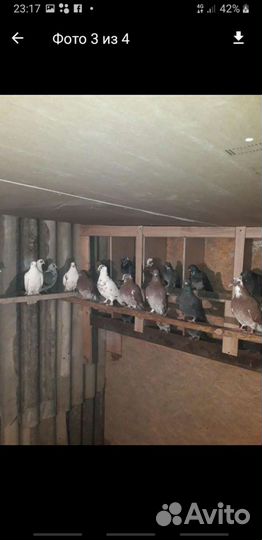 Голуби певчие