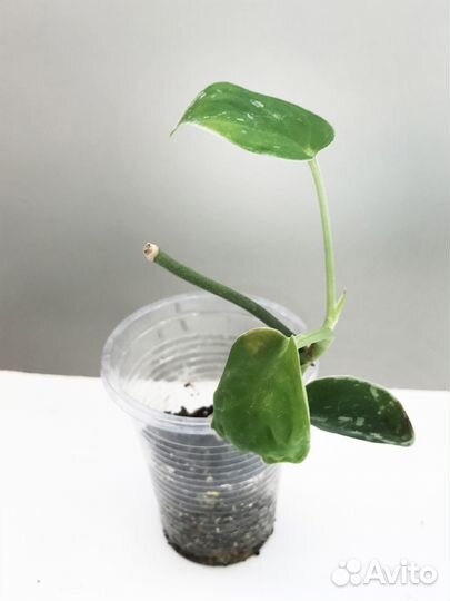 Набор комнатных растений