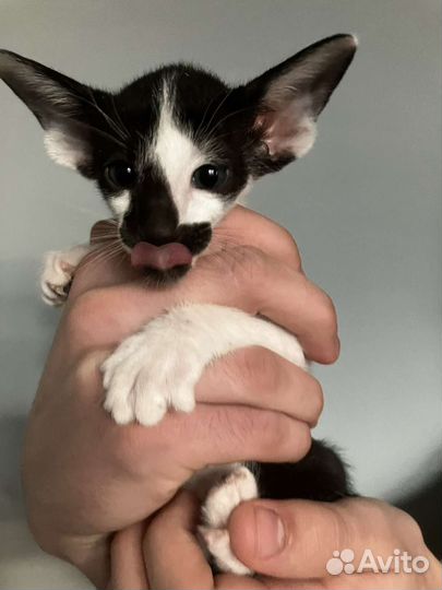 Ориентальная