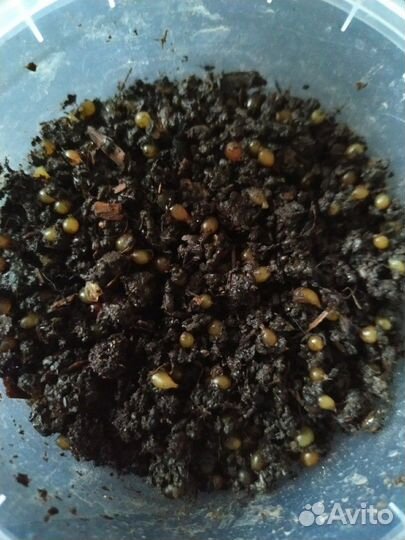 Черви для рыбалки