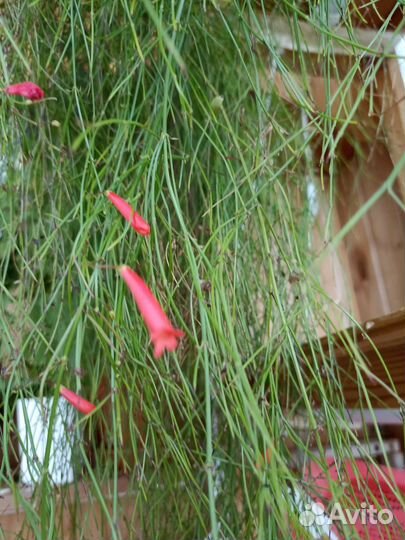 Комнатные растения цветы